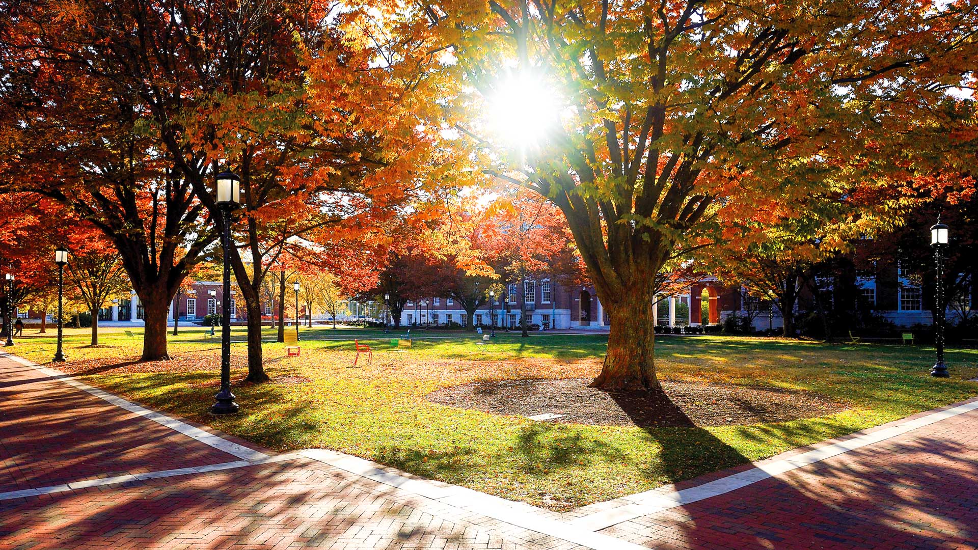 fall photo of trees on quad on Homewood campus