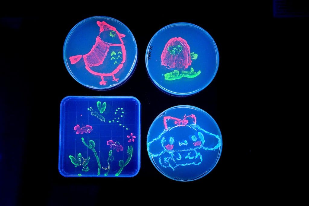 Four glowing agar dishes with a bird, a moppish creature with feet, flowers and a butterfly, and a rabbit with a bow