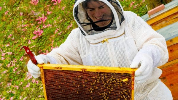 Beekeeper Julia-Burdick Will holds up a honeycomb frame with active bees.