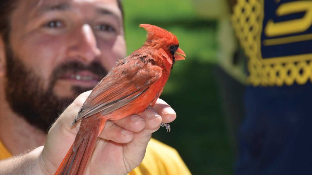 Eric Fishel with a bright red cardinal perched on his hand.