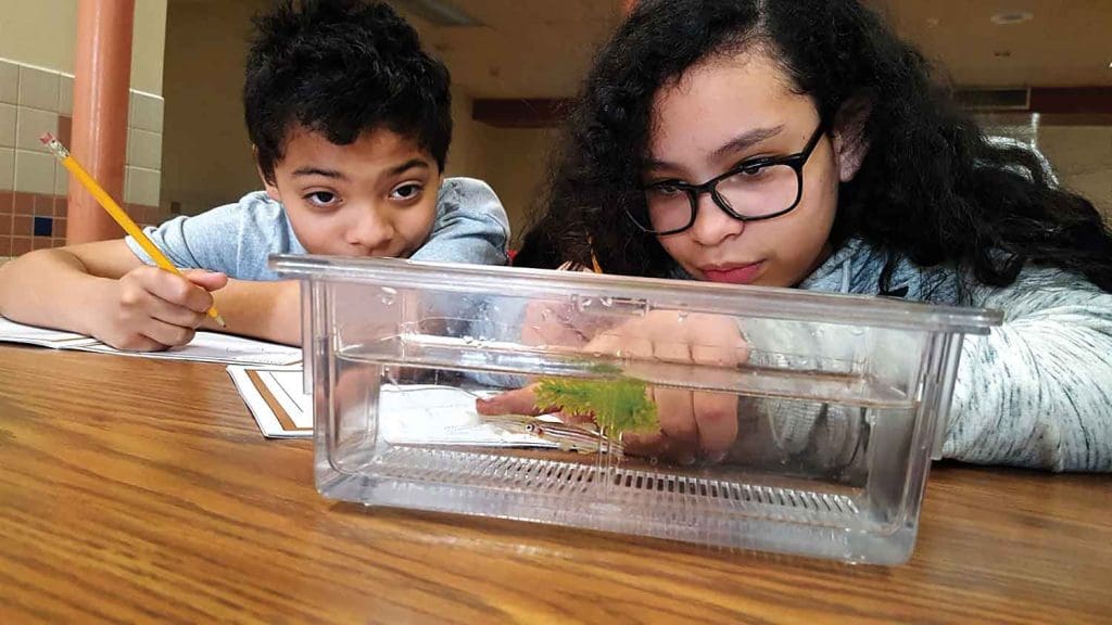 two elementary school students looking at fish