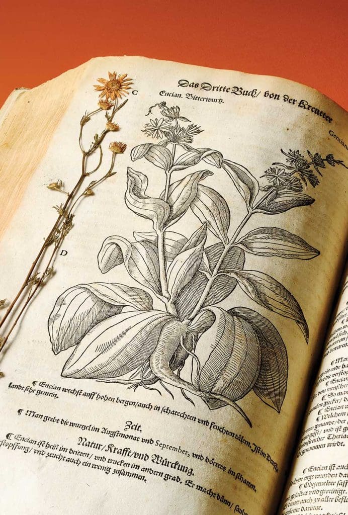 16th century book opened to a page showing an engraving of a flower with a pressed flower overlayed