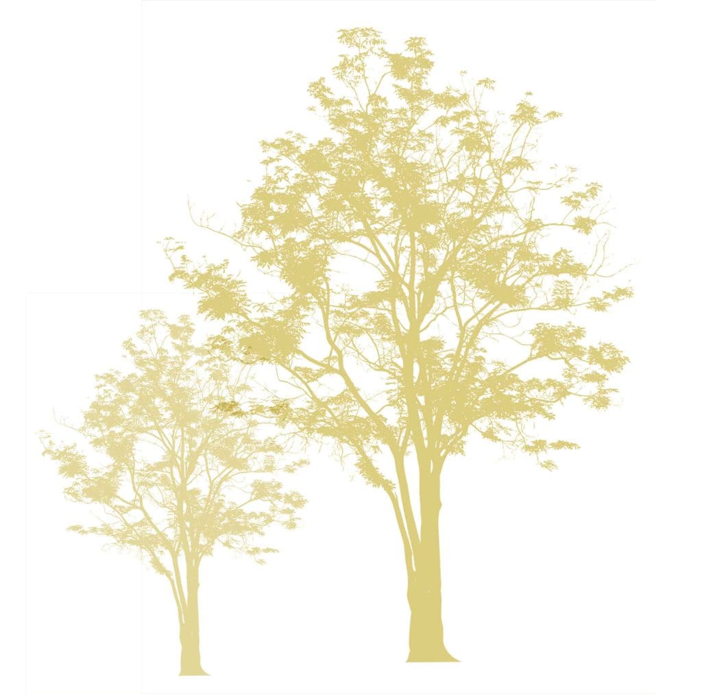 two illustrations of small trees