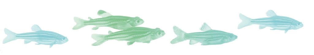 colorized engraving of five zebrafish swimming on white background