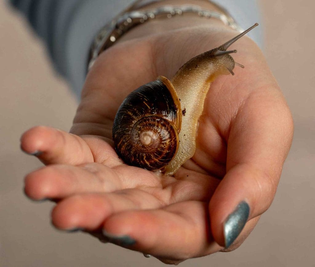 Closeup of a snail in Marie Wei's hand.