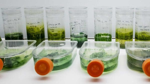 Multiple bottles of various samples that look like green liquids.