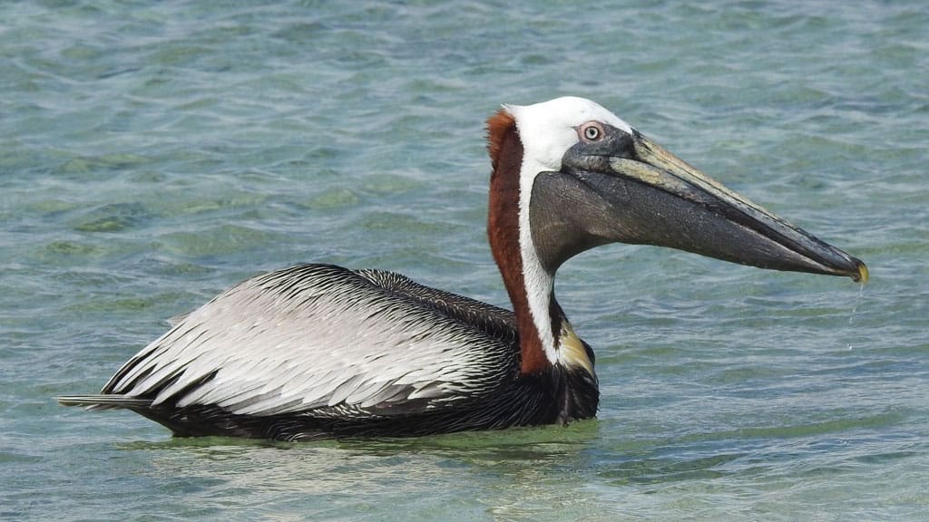 pelican floats on the water