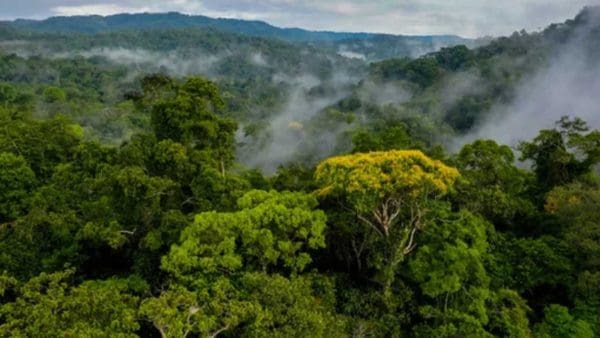 aerial view of rainforest