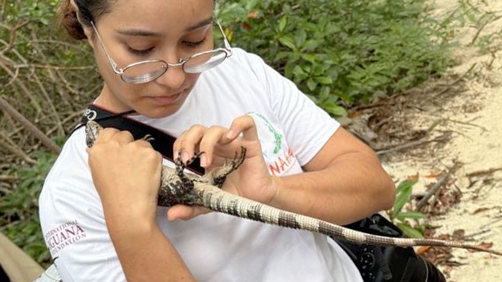 student holding iguana and looking at its underbelly