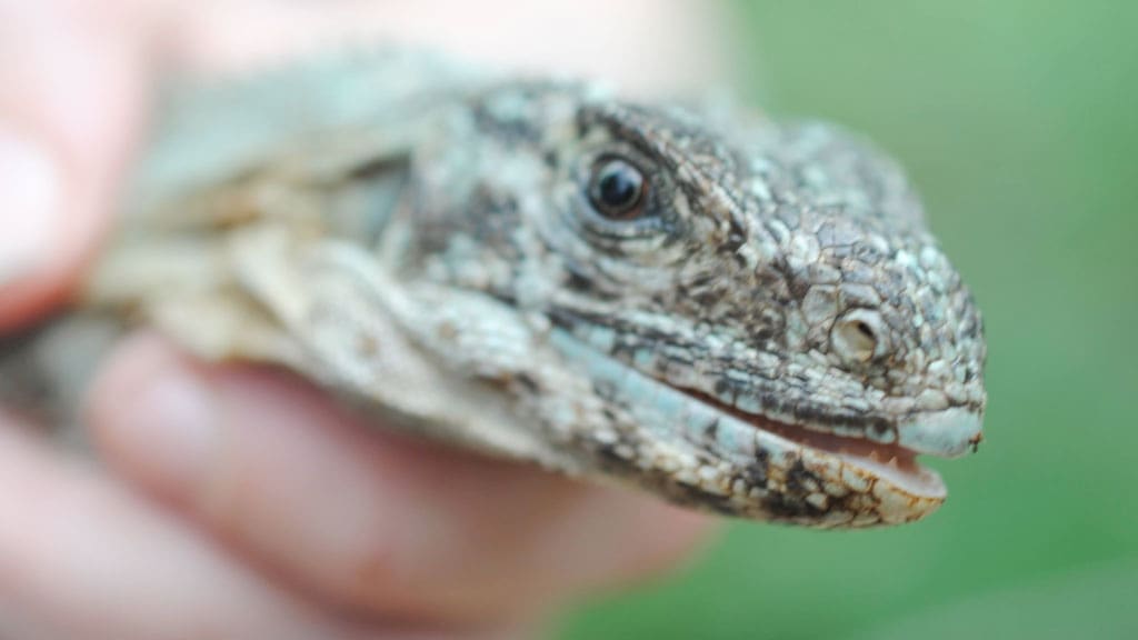 closeup view of iguana's face