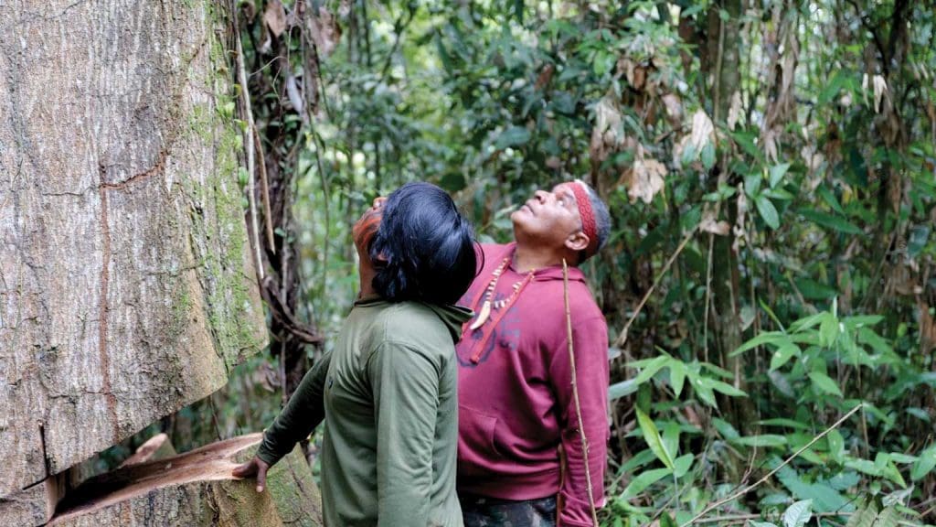Forest guardians looking at a tree that has been damaged by a chainsaw that will likely not survive.