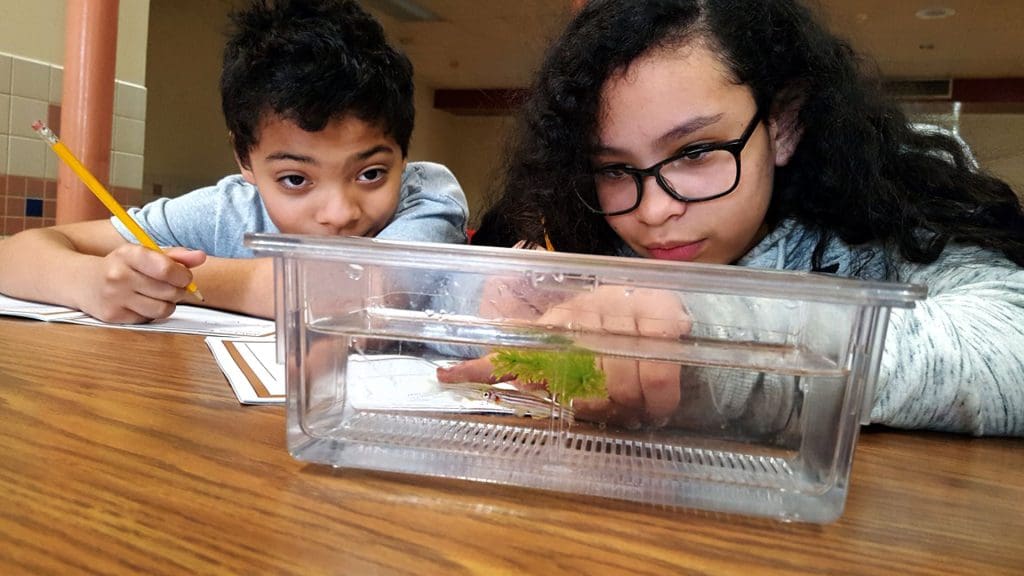 Two elementary school students looking at fish.