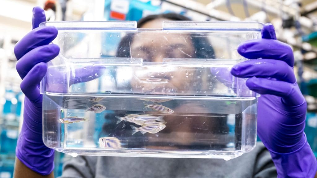 Lab member holding up a container filled with water and zebrafish.
