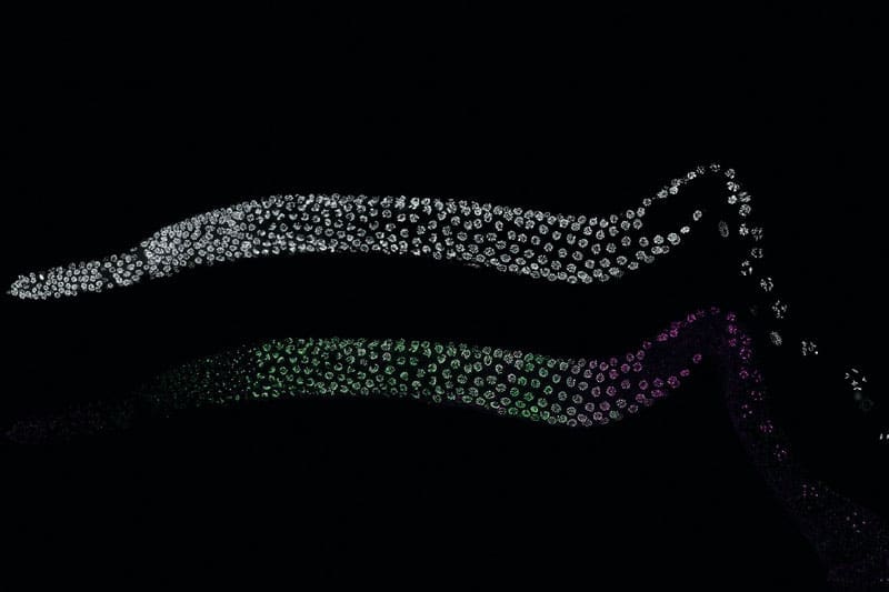 Dissected C. elegans gonad that is stained for DNA (upper) and two SC proteins (SYP-2 in magenta and SYP-6 in green).